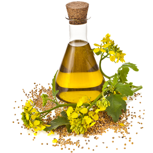 Mustard Plant and Mustard Seed Oil